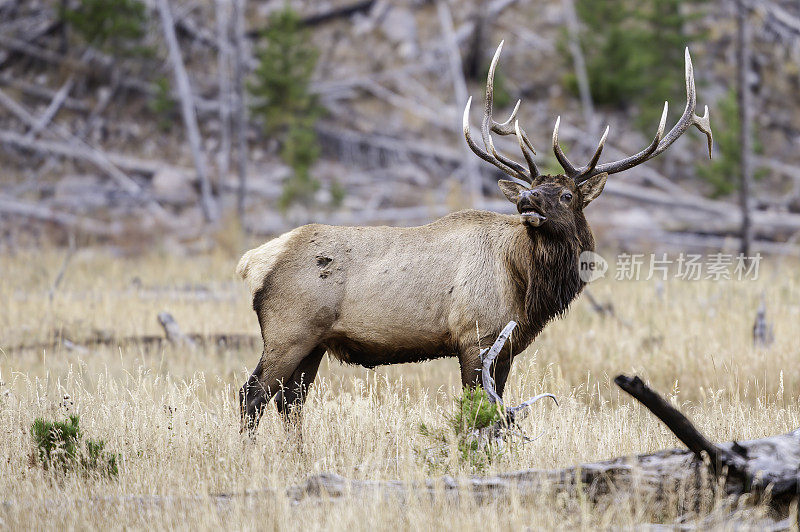 雄性落基山麋鹿(Cervus canadensis nelsoni)是在落基山和黄石国家公园发现的麋鹿的一个亚种。在有鹿角的秋天和发情期。